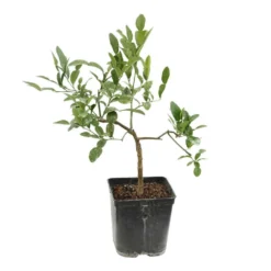 Combava AB 'Citrus Hystrix' Pot 3L -Jardin Luxueux Pas Cher Magasin 1022437 004