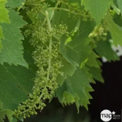 Vigne Variée : Pot 100L -Jardin Luxueux Pas Cher Magasin 1045083 1734520 1