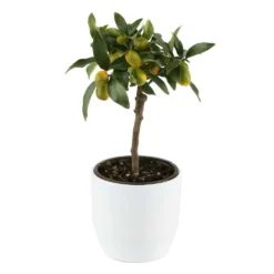 Kumquat Sur 1/4 Tige : Pot 2L -Jardin Luxueux Pas Cher Magasin 1045106 004