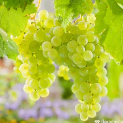 Vigne Variée : Pot 25L -Jardin Luxueux Pas Cher Magasin 1056072 2115060