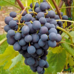 Vigne Variée : Pot 25L -Jardin Luxueux Pas Cher Magasin 1056072 2115063