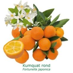 Kumquat Rond Bio Tailles:pot De 3 Litres, Hauteur 30/40 Cm