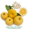 Lime Douce De Rome Bio Tailles:pot De 3 Litres, Hauteur 30/40 Cm