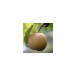 Nashi Nieiseiki : Gobelet Ctr 3 Ans D'âge -Jardin Luxueux Pas Cher Magasin 229605 001