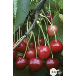 Cerisier Bigarreau Marmotte : Demi Tige Ctr 15 Litres -Jardin Luxueux Pas Cher Magasin 29603 002