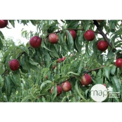 Nectarinier Nectarose : Demi Tige Ctr 15 Litres -Jardin Luxueux Pas Cher Magasin 29612 003