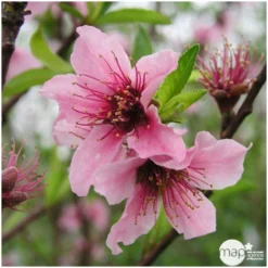 Nectarinier Nectarose : Demi Tige Ctr 15 Litres -Jardin Luxueux Pas Cher Magasin 29612 004