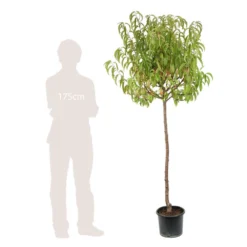 Pêcher Charles Ingouf : ½ Tige, 4-5 Ans, H 170-180 Cm -Jardin Luxueux Pas Cher Magasin 335750 004