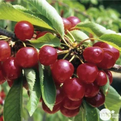 Cerisier Coeur De Pigeon : ½ Tige, 4-5 Ans, H 170-180 Cm -Jardin Luxueux Pas Cher Magasin 37589 003