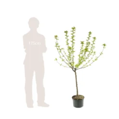 Cerisier Bigarreau Coeur De Pigeon : Gobelet 3 Ans D'âge Ctr 12 Litres -Jardin Luxueux Pas Cher Magasin 37591 005