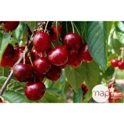 Cerisier Bigarreau Géant D'Hedelfingen 1/2 Tige 2ans âge Ctr 15L -Jardin Luxueux Pas Cher Magasin 37597 002