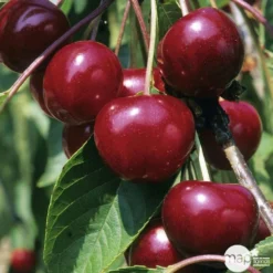 Cerisier Griotte Montmorency : ½ Tige, 4-5 Ans, H 170-180 Cm -Jardin Luxueux Pas Cher Magasin 37611 004