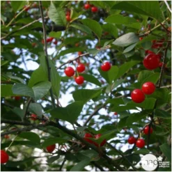 Cerisier Griotte Montmorency : ½ Tige, 4-5 Ans, H 170-180 Cm -Jardin Luxueux Pas Cher Magasin 37611 006