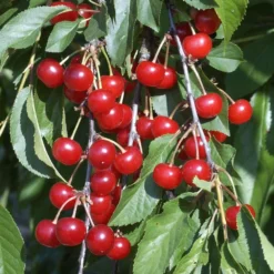 Cerisier Griotte Montmorency : ½ Tige, 4-5 Ans, H 170-180 Cm -Jardin Luxueux Pas Cher Magasin 37611 010