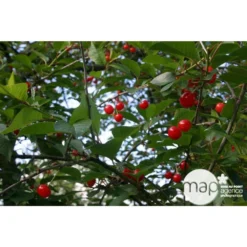 Cerisier Griotte De Montmorency : Gobelet 3 Ans D'âge Ctr 12 Litres -Jardin Luxueux Pas Cher Magasin 37613 004