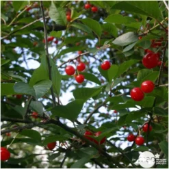 Cerisier Griotte De Montmorency : Gobelet 3 Ans D'âge Ctr 12 Litres -Jardin Luxueux Pas Cher Magasin 37613 006