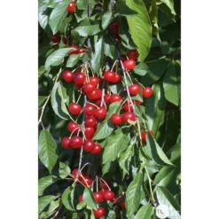 Cerisier Griotte De Montmorency : Gobelet 3 Ans D'âge Ctr 12 Litres -Jardin Luxueux Pas Cher Magasin 37613 007