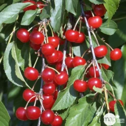 Cerisier Griotte De Montmorency : Gobelet 3 Ans D'âge Ctr 12 Litres -Jardin Luxueux Pas Cher Magasin 37613 008