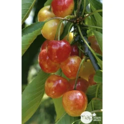 Cerisier Bigarreau Napoléon : Gobelet 3 Ans D'âge Ctr 12 Litres -Jardin Luxueux Pas Cher Magasin 37627 004