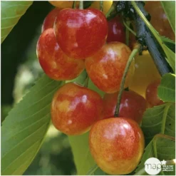 Cerisier Bigarreau Napoléon : Gobelet 3 Ans D'âge Ctr 12 Litres -Jardin Luxueux Pas Cher Magasin 37627 006