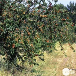 Cerisier Bigarreau Napoléon : Gobelet 3 Ans D'âge Ctr 12 Litres -Jardin Luxueux Pas Cher Magasin 37627 007