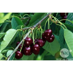 Cerisier Bigarreau Reverchon : Gobelet 3 Ans D'âge Ctr 12 Litres -Jardin Luxueux Pas Cher Magasin 37634 003