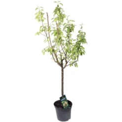 Poirier Beurré Hardy : Gobelet 3 Ans D'âge Ctr 12 Litres -Jardin Luxueux Pas Cher Magasin 37673 002