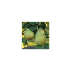 Poirier Beurré Hardy : Gobelet 3 Ans D'âge Ctr 12 Litres -Jardin Luxueux Pas Cher Magasin 37673 003