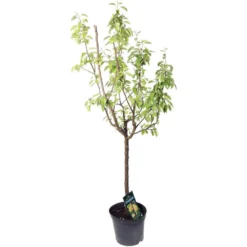 Poirier Williams : Gobelet 3 Ans D'âge - Ctr 12 Litres -Jardin Luxueux Pas Cher Magasin 37709 002
