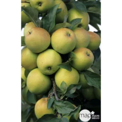 Pommier Golden Delicious : Gobelet 3 Ans D'âge Ctr 12 Litres -Jardin Luxueux Pas Cher Magasin 37730 003