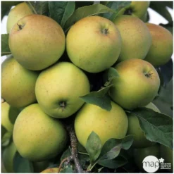 Pommier Golden Delicious : Gobelet 3 Ans D'âge Ctr 12 Litres -Jardin Luxueux Pas Cher Magasin 37730 004