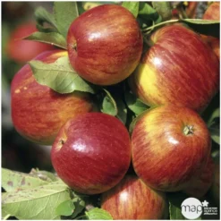 Pommier Jonagold : Gobelet 3 Ans D'âge Ctr 12 Litres -Jardin Luxueux Pas Cher Magasin 37759 004