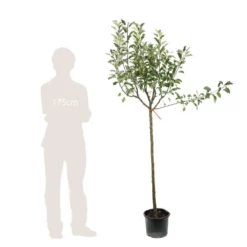 Pommier Melrose : ½ Tige, 4-5 Ans, H 170-180 Cm -Jardin Luxueux Pas Cher Magasin 37765 007