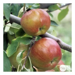 Pommier Melrose : ½ Tige, 4-5 Ans, H 170-180 Cm -Jardin Luxueux Pas Cher Magasin 37765 008