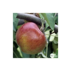 Pommier Melrose : Gobelet 3 Ans D'âge Ctr 12 Litres -Jardin Luxueux Pas Cher Magasin 37769 004