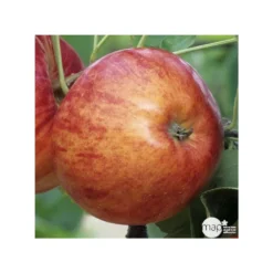 Pommier Reine Des Reinettes : Gobelet 3 Ans D'âge Ctr 12 Litres -Jardin Luxueux Pas Cher Magasin 37779 004