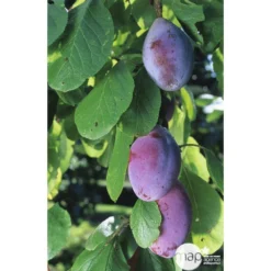 Prunier Quetsche D'Alsace : ½ Tige, 4-5 Ans, H 170-180 Cm -Jardin Luxueux Pas Cher Magasin 37821 002