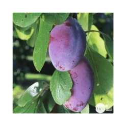 Prunier Quetsche D'Alsace : ½ Tige, 4-5 Ans, H 170-180 Cm -Jardin Luxueux Pas Cher Magasin 37821 003