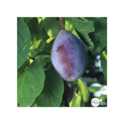 Prunier Quetsche D'Alsace : Gobelet 3 Ans D'âge Ctr 12 Litres -Jardin Luxueux Pas Cher Magasin 37823 006