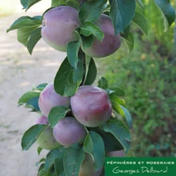 Pommier Colonnaire Chinon : Conteneur 12 Litres -Jardin Luxueux Pas Cher Magasin 423700 001