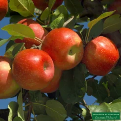 Pommier Ariane : Gobelet 3 Ans D'âge -Jardin Luxueux Pas Cher Magasin 427320 001