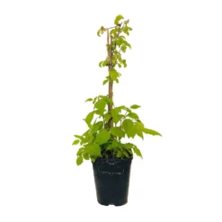 Framboisier 'Glen Ample' Bio : Pot De 3 Litres -Jardin Luxueux Pas Cher Magasin 492120 004