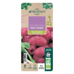 Framboisier 'Glen Ample' Bio : Pot De 3 Litres -Jardin Luxueux Pas Cher Magasin 492120 006