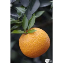 Bergamotier:AB Conteneur 3 Litres -Jardin Luxueux Pas Cher Magasin 493514 001