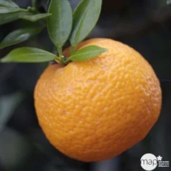 Bergamotier:AB Conteneur 3 Litres -Jardin Luxueux Pas Cher Magasin 493514 002