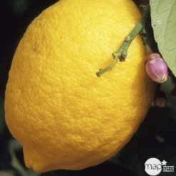 Citronnier 4 Saisons:AB Conteneur 3 Litres -Jardin Luxueux Pas Cher Magasin 493516 001