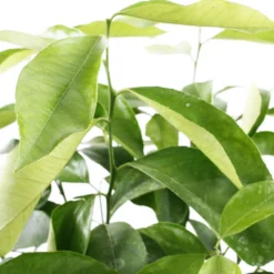 Citronnier 4 Saisons:AB Conteneur 3 Litres -Jardin Luxueux Pas Cher Magasin 493516 003