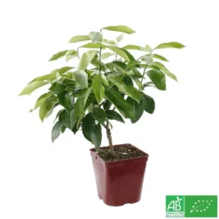 Citronnier 4 Saisons:AB Conteneur 3 Litres -Jardin Luxueux Pas Cher Magasin 493516 005