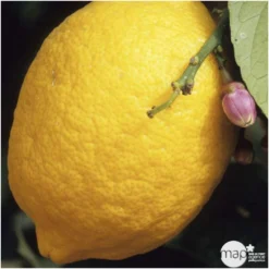 Citronnier Meyer:AB Conteneur 3 Litres -Jardin Luxueux Pas Cher Magasin 493531 001