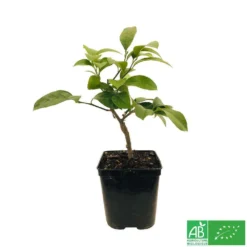 Citronnier Meyer:AB Conteneur 3 Litres -Jardin Luxueux Pas Cher Magasin 493531 005